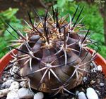 jaune des plantes en pot Copiapoa le cactus du désert Photo