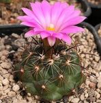 rose des plantes en pot Coryphantha le cactus du désert Photo