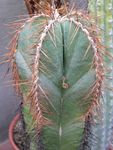 Foto Lemaireocereus Tuksnesis Kaktuss apraksts