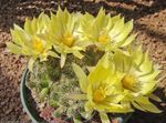 amarillo Plantas de salón Cactus Anciana, Mammillaria cacto desierto Foto
