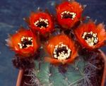 rouge des plantes en pot Cactus En Torchis, Lobivia Photo