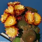 kuva Cob Kaktus Aavikkokaktus tuntomerkit