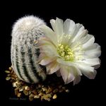 blanc des plantes en pot Cactus En Torchis, Lobivia Photo