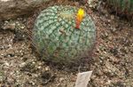 foto Matucana Woestijn Cactus beschrijving