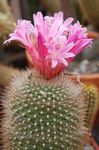 ροζ Εσωτερικά φυτά Matucana κάκτος της ερήμου φωτογραφία