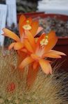 oranžový Pokojové Rostliny Matucana pouštní kaktus fotografie