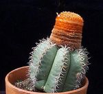 bándearg Plandaí faoi Dhíon Oileáin Na Dturcach Ceann Cactus, Melocactus Photo