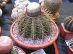 pink Indendørs Planter Turks Head Kaktus, Melocactus Foto