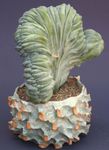 blanc des plantes en pot Bougie Bleue, Myrtille Cactus, Myrtillocactus Photo