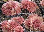 rosa Topfpflanzen Haus Lauch sukkulenten, Sempervivum Foto