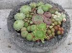 pembe Kapalı bitkiler Evin Pırasa etli, Sempervivum fotoğraf
