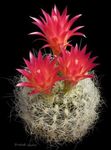 rouge des plantes en pot Neoporteria le cactus du désert Photo