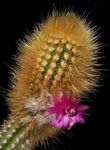 fotografie Oreocereus Pouštní Kaktus popis