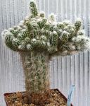 bleikur inni plöntur Oreocereus eyðimörk kaktus mynd