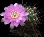 blanc des plantes en pot Sulcorebutia le cactus du désert Photo