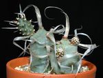 bílá Pokojové Rostliny Tephrocactus pouštní kaktus fotografie