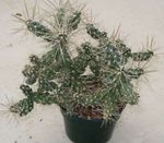 blanc des plantes en pot Tephrocactus Photo