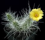 žlutý Pokojové Rostliny Tephrocactus pouštní kaktus fotografie