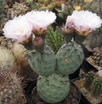 hvit Innendørs Planter Tephrocactus ørken kaktus Bilde