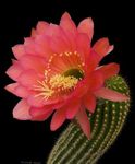 червен Интериорни растения Trichocereus пустинен кактус снимка