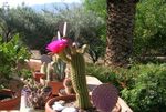 pink Indoor Plants Trichocereus desert cactus Photo