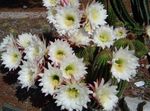 blanc des plantes en pot Trichocereus le cactus du désert Photo