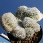 růžový Pokojové Rostliny Haageocereus pouštní kaktus fotografie