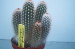 hvid Indendørs Planter Haageocereus ørken kaktus Foto