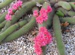 rožinis Vidinis augalai Haageocereus dykuma kaktusas Nuotrauka