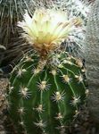 黄 室内植物 Hamato仙人掌 沙漠中的仙人掌, Hamatocactus 照
