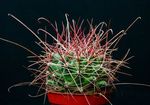 黄 屋内植物 Hamatoサボテン 砂漠のサボテン, Hamatocactus フォト