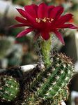 bordó Szobanövények Földimogyoró Kaktusz, Chamaecereus fénykép