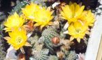 сары үй өсімдіктер Hametsereus кактус шөл, Chamaecereus Фото
