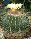 снимка Eriocactus Пустинен Кактус описание