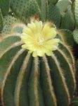 geltonas Vidinis augalai Eriocactus dykuma kaktusas Nuotrauka