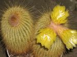 sárga Szobanövények Eriocactus sivatagi kaktusz fénykép