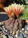 Foto Eriosyce Pustinjski Kaktus opis