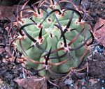 rosa Innendørs Planter Eriosyce ørken kaktus Bilde