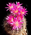 розов Интериорни растения Eriosyce пустинен кактус снимка