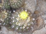 jaune des plantes en pot Eriosyce le cactus du désert Photo