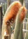 ホワイト 屋内植物 Espostoa、ペルー老人サボテン 砂漠のサボテン フォト
