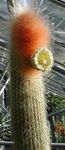 weiß Topfpflanzen Espostoa, Peruanische Alter Mann Kaktus wüstenkaktus Foto