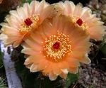 laranja Plantas de Interior Ball Cactus cacto do deserto, Notocactus foto
