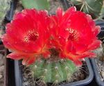 roșu Plante de Interior Minge Cactus, Notocactus fotografie