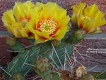 gulur inni plöntur Prickly Pera eyðimörk kaktus, Opuntia mynd