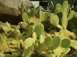 gulur inni plöntur Prickly Pera eyðimörk kaktus, Opuntia mynd