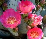 rosa Topfpflanzen Kaktusfeige wüstenkaktus, Opuntia Foto