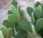 rumena Sobne Rastline Opuncija puščavski kaktus, Opuntia fotografija