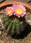 rosa Krukväxter Tom Tummen ödslig kaktus, Parodia Fil