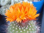 оранжев Интериорни растения Том Палеца пустинен кактус, Parodia снимка
